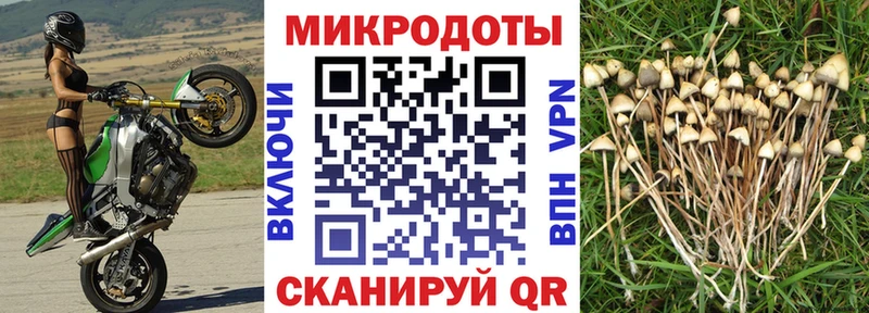 Галлюциногенные грибы Cubensis  Звенигово 